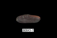 藏品(黑石蜊(光石蟶))的圖片